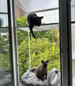 photo_2024-06-22_16- Котобалкон с установкой